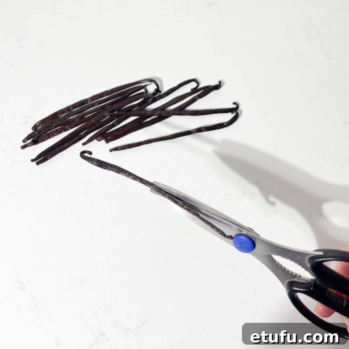 Cutting a vanilla pod with a pair of scissors.